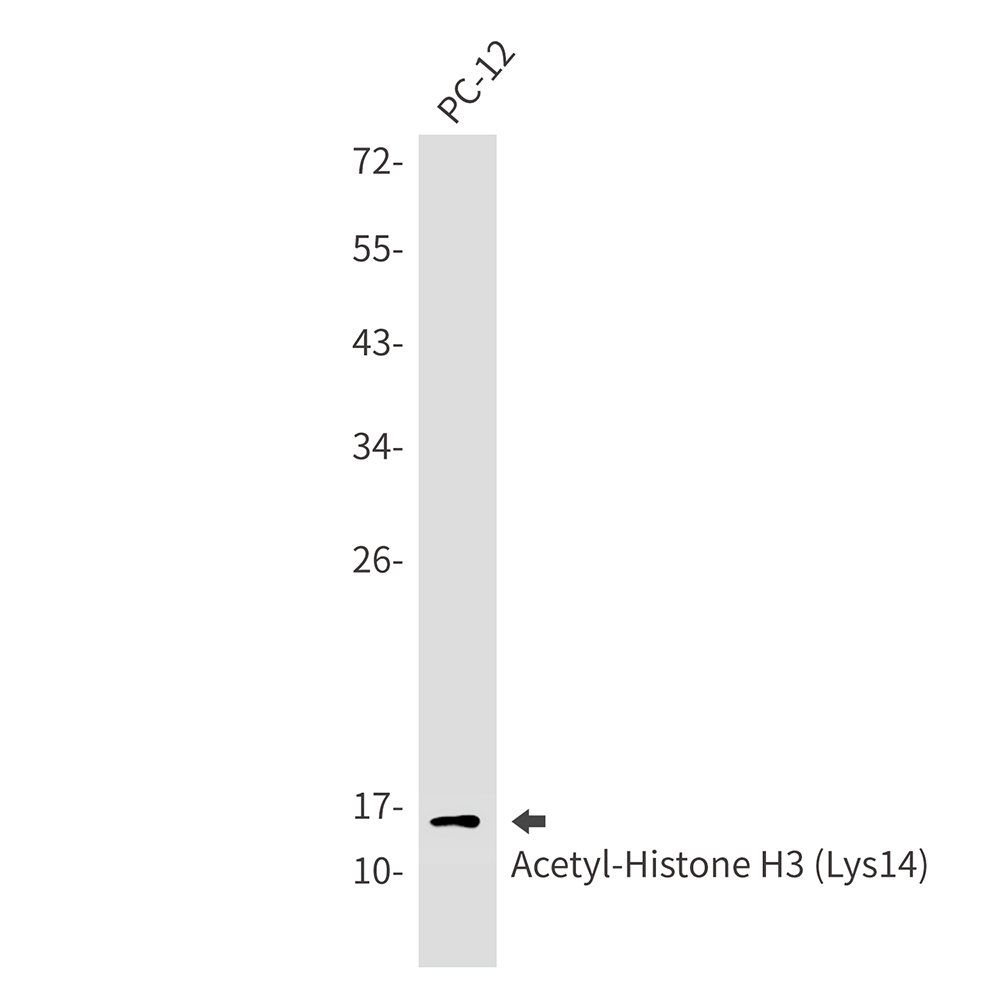 Acetyl-Histone H3 (Lys14) Rabbit mAb ABZ4315