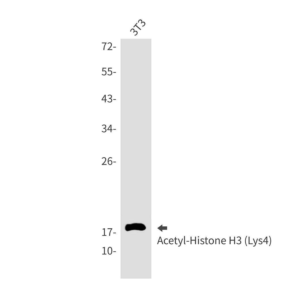 Acetyl-Histone H3 (Lys4) Rabbit mAb ABZ4316