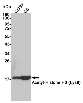 Acetyl-Histone H3 (Lys9) Rabbit pAb ABZ4317