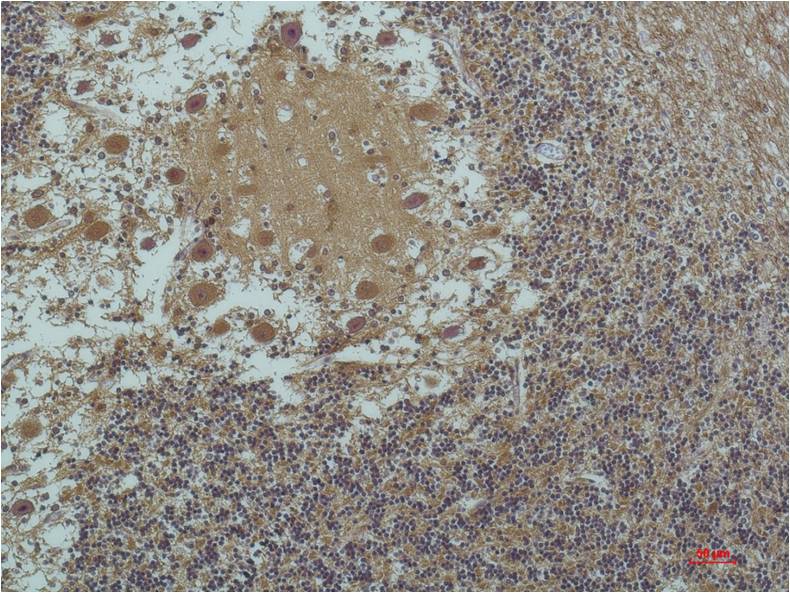 Acetyl-Alpha Tubulin (Lys40) (6B5) Mouse mAb ABZ4318