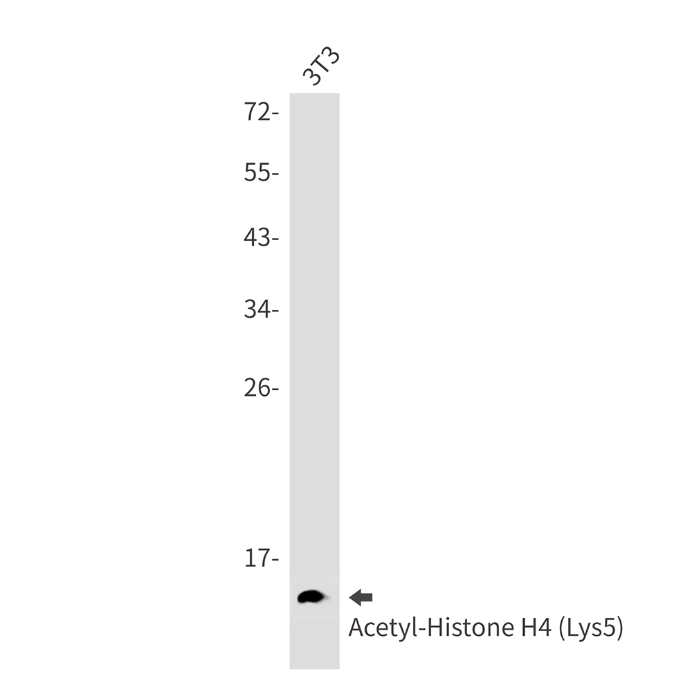 Acetyl-Histone H4 (Lys5) Rabbit mAb ABZ4320