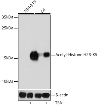 Acetyl-Histone H2B (Lys5) Rabbit pAb ABZ4327