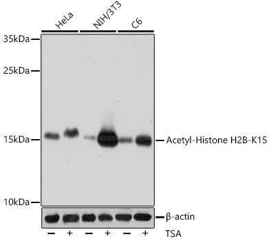 Acetyl-Histone H2B (Lys15) Rabbit pAb ABZ4328