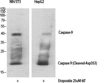 Cleaved-Caspase 9 Rabbit pAb ABZ4329