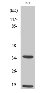 Cleaved-Caspase 6 p18 Rabbit pAb ABZ4330