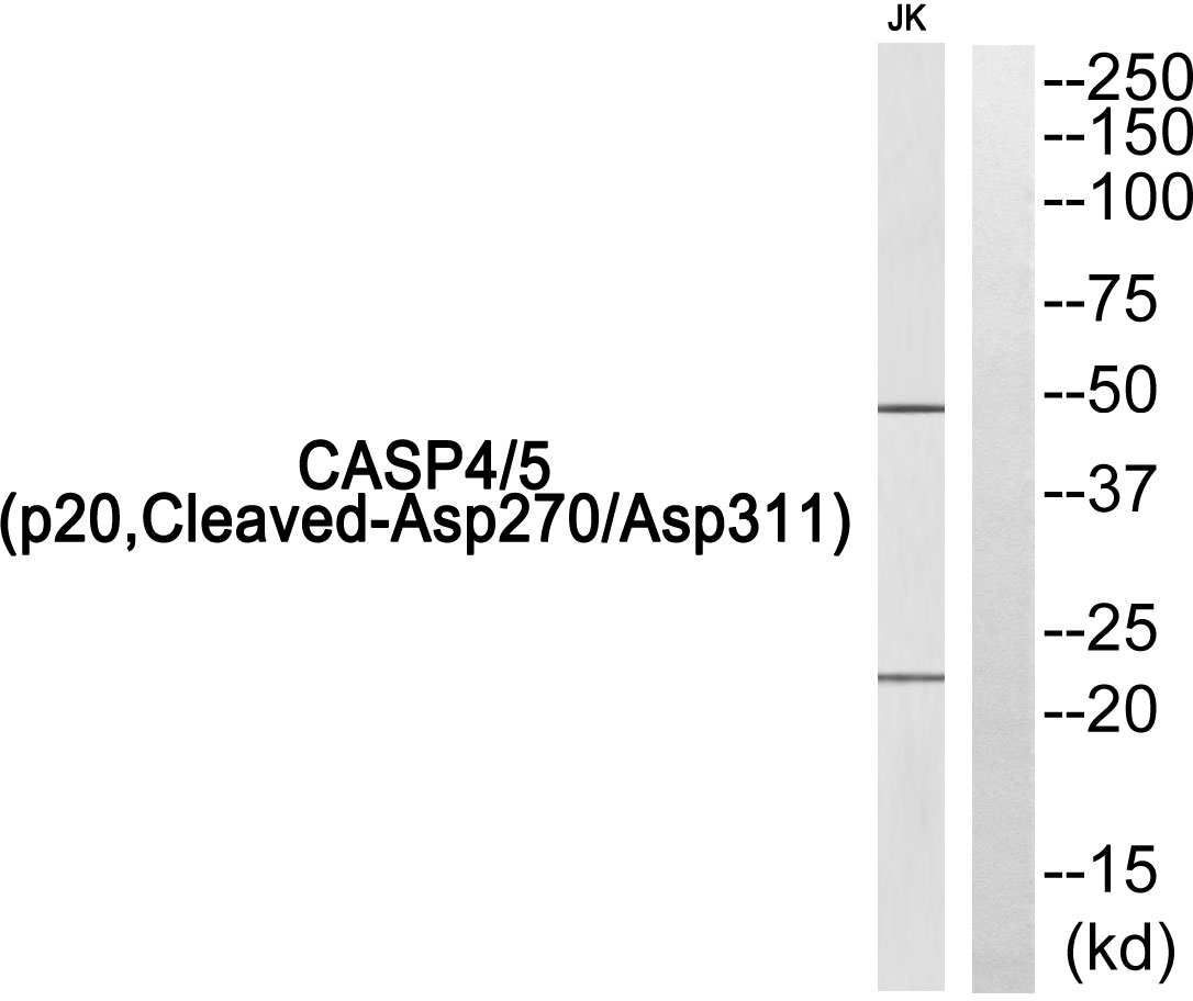 Cleaved-Caspase 4/5 p20 Rabbit pAb ABZ4332