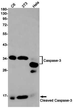 Cleaved-Caspase 3 p17 Rabbit mAb ABZ4334