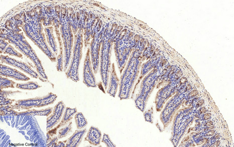 Cleaved-Caspase 3 p17 Rabbit pAb ABZ4335