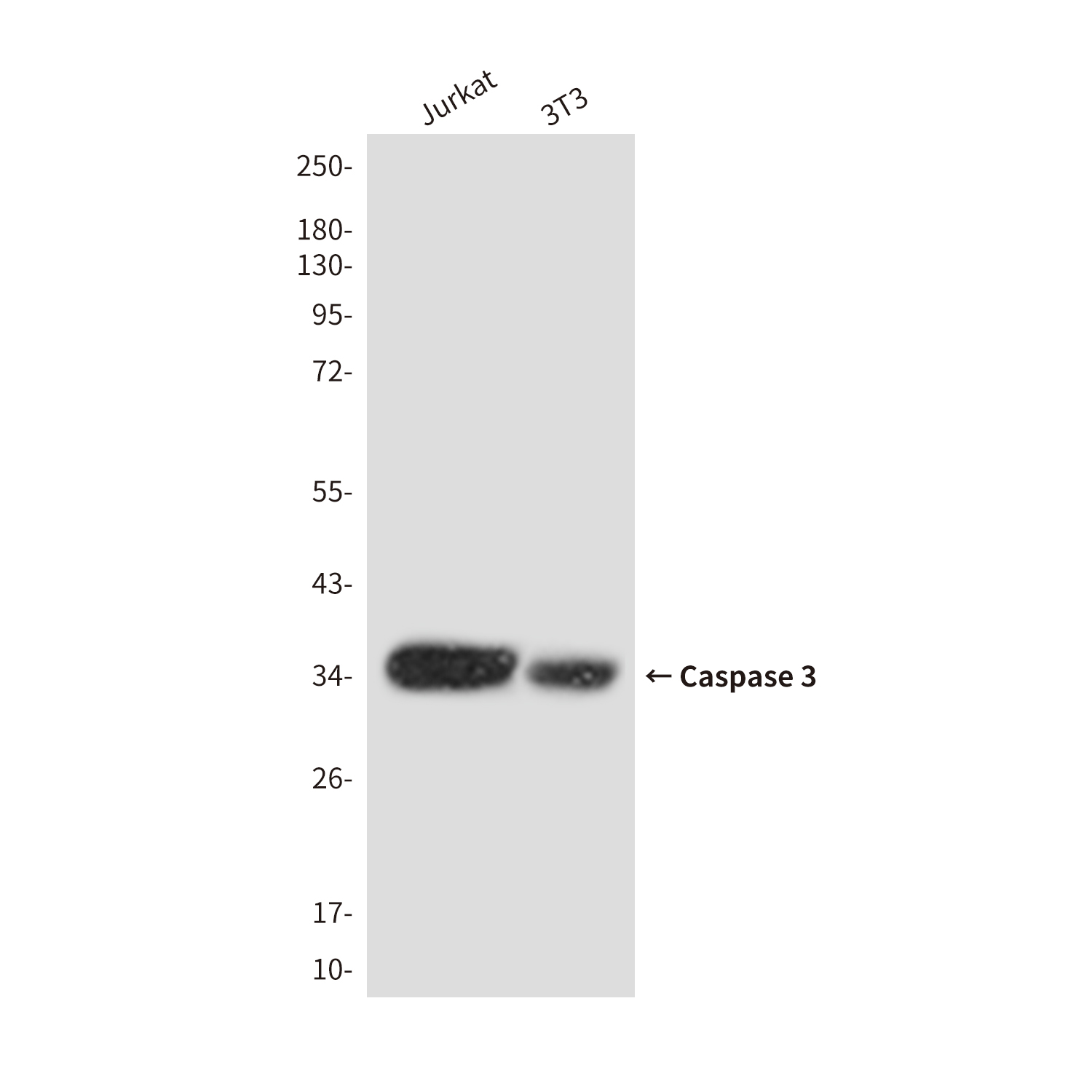 Cleaved-Caspase 3 p17 Rabbit pAb ABZ4336