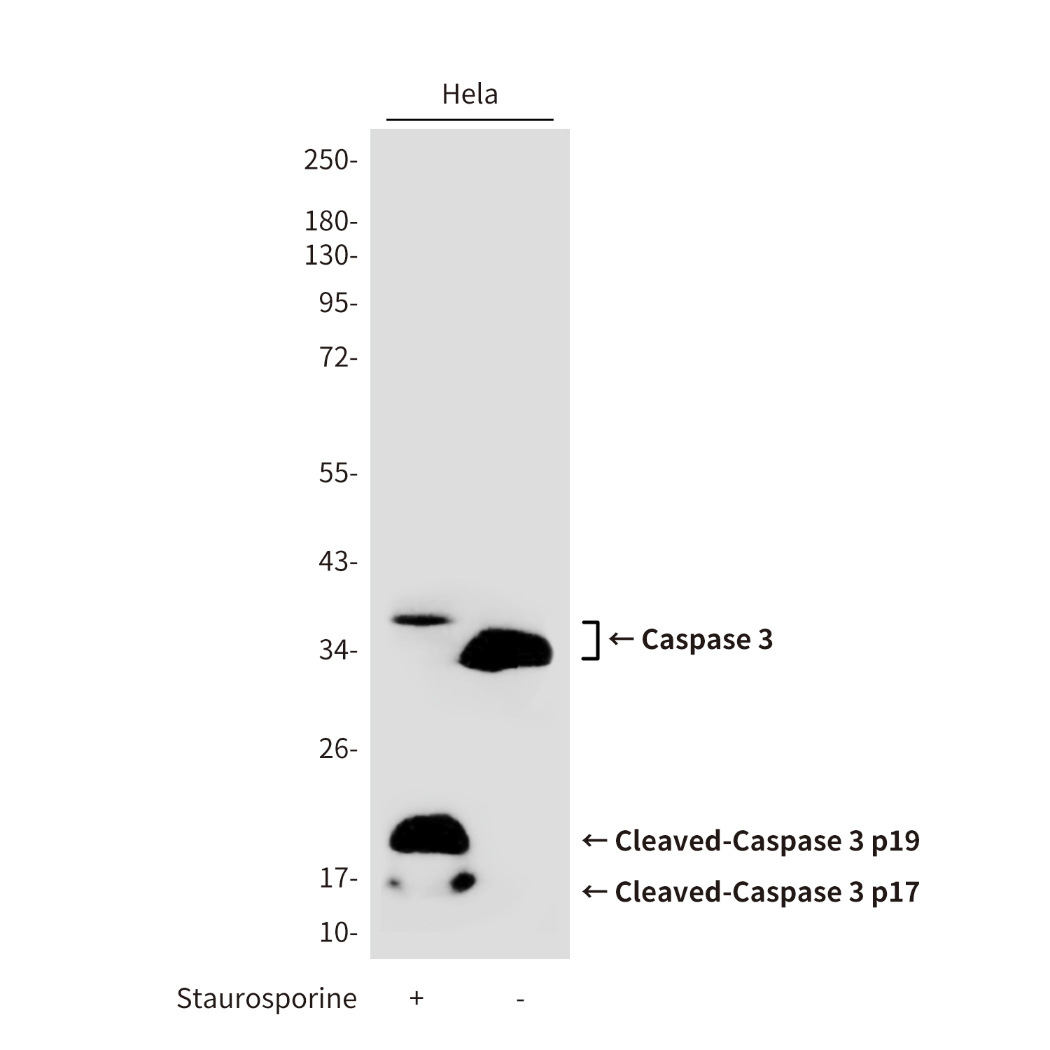 Cleaved-Caspase 3 p17 Rabbit pAb ABZ4336