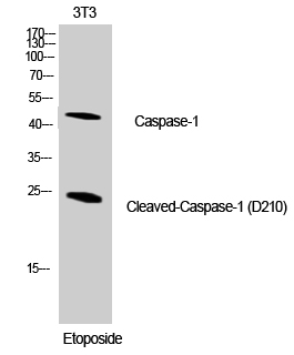 Cleaved-Caspase 1 Rabbit pAb ABZ4337