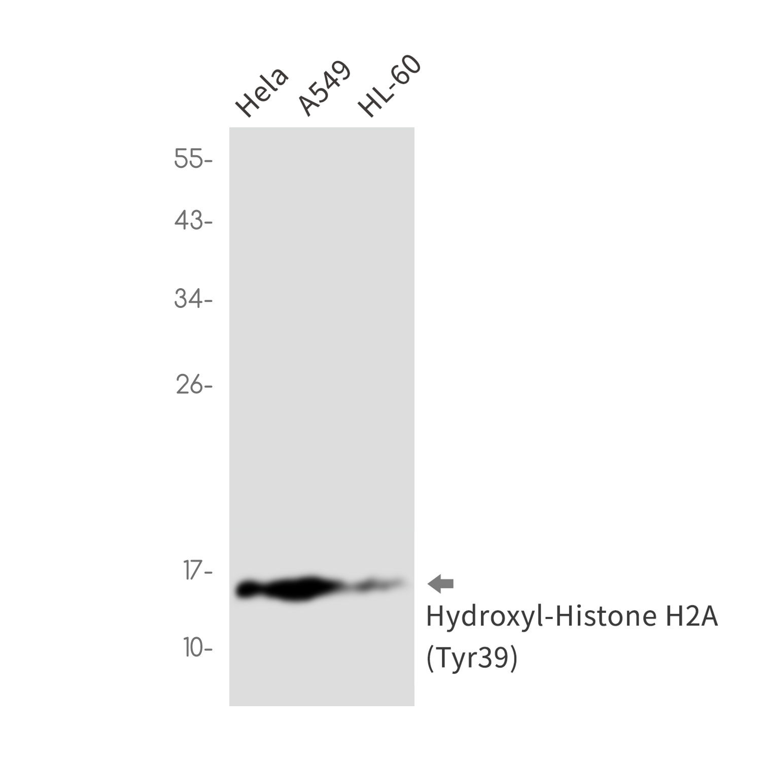 Hydroxyl-Histone H2A (Tyr39) Rabbit mAb ABZ4339