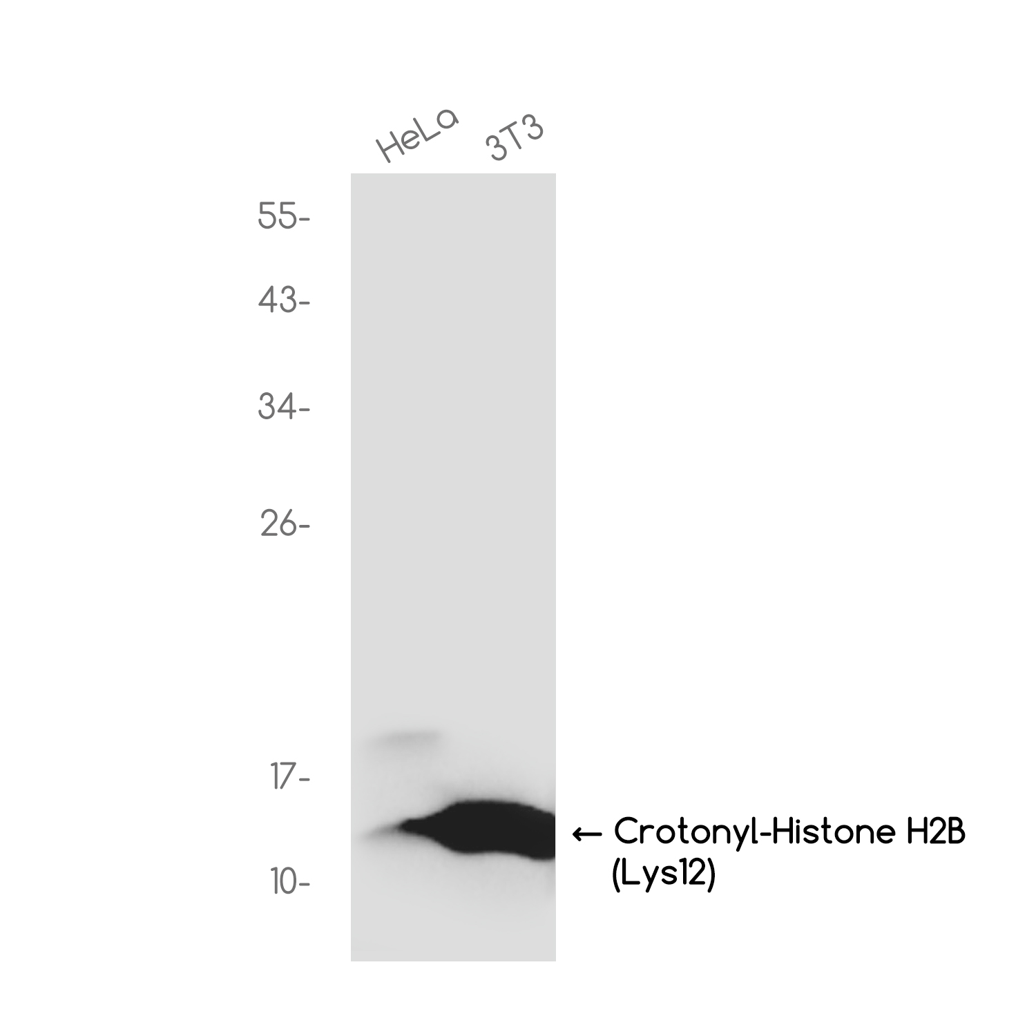Crotonyl-Histone H2B (Lys12) Rabbit mAb ABZ4340