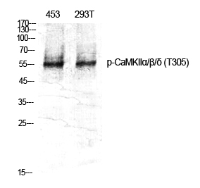Phospho-CaMKII (Thr305) Rabbit pAb ABZ4341