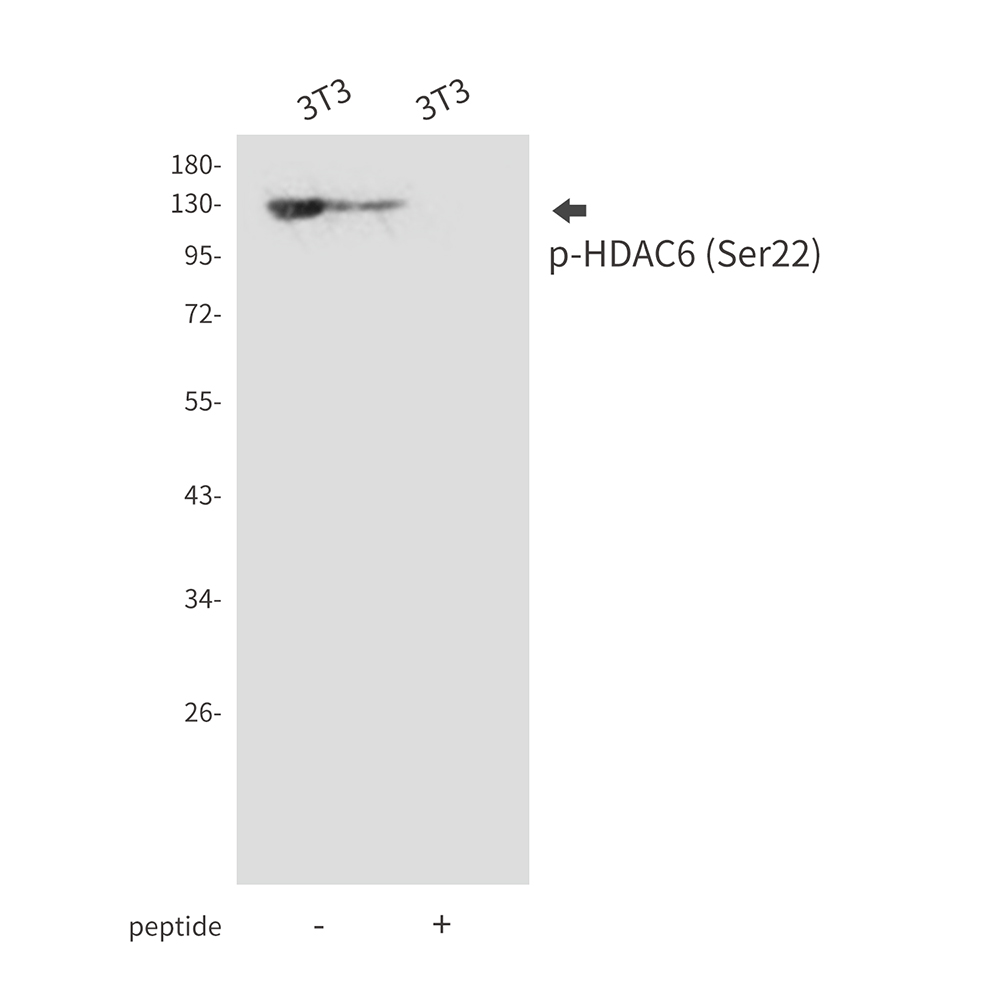 Phospho-HDAC6 (Ser22) Rabbit pAb ABZ4344