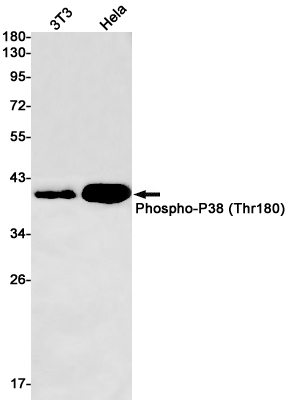Phospho-p38 MAPK (Thr180) Rabbit mAb ABZ4354