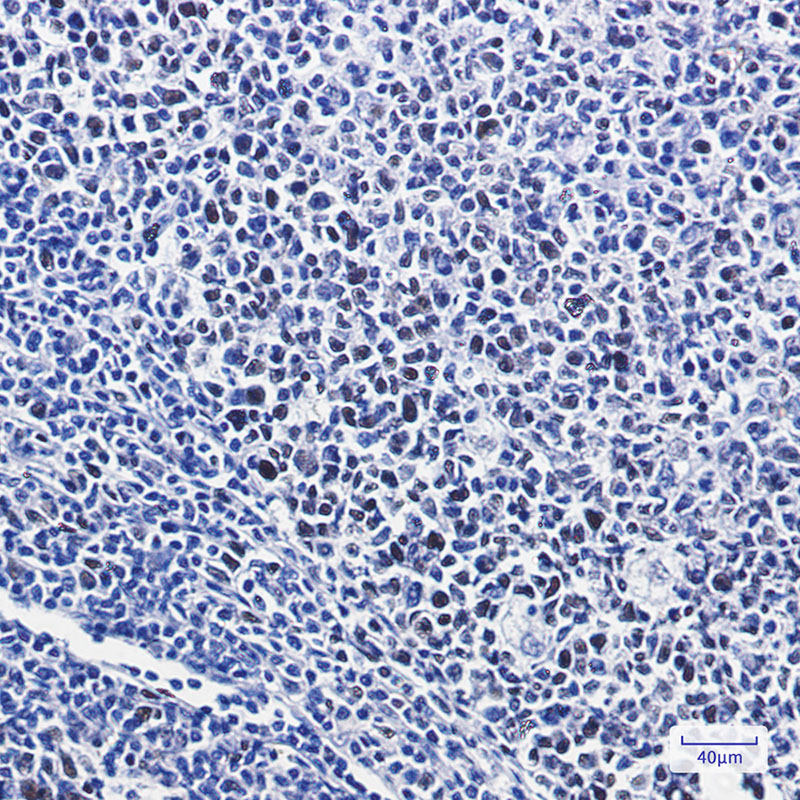 Phospho-NRF2 (Ser40) Rabbit mAb ABZ4355