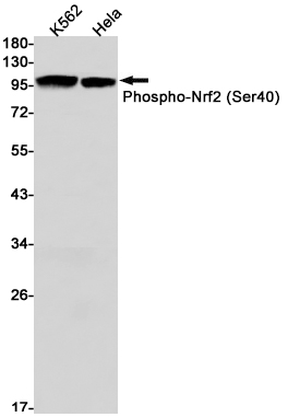 Phospho-NRF2 (Ser40) Rabbit mAb ABZ4355
