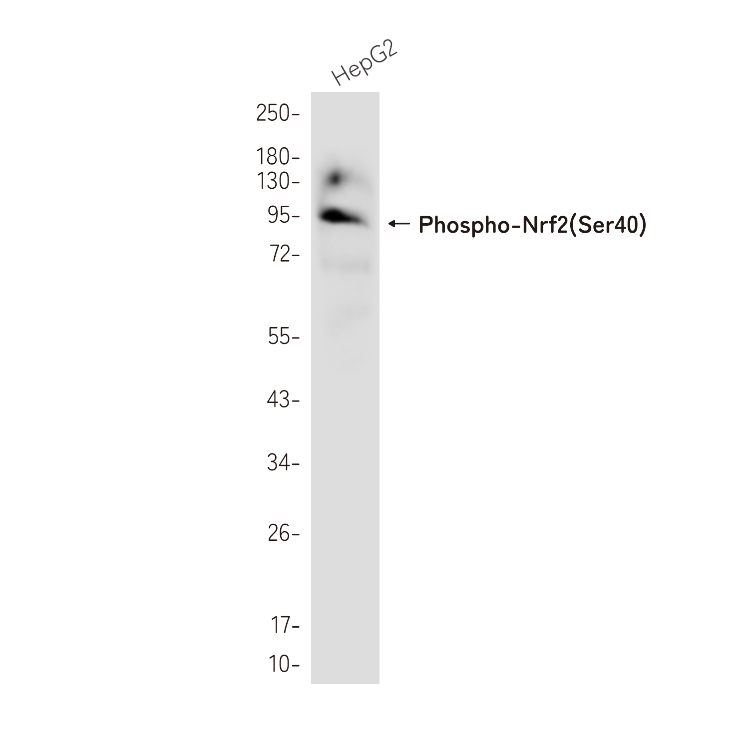 Phospho-NRF2 (Ser40) Rabbit mAb ABZ4356