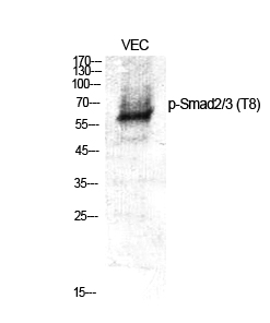 Phospho-Smad2/3 (Thr8) Rabbit pAb ABZ4360