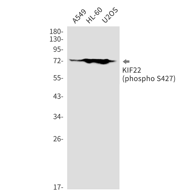 Phospho-KIF22 (Ser427) Rabbit mAb ABZ4363