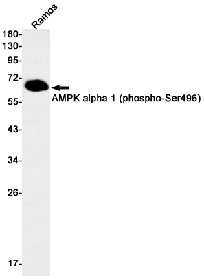 Phospho-AMPK alpha 1 (Ser496) Rabbit mAb ABZ4368