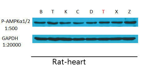 Phospho-AMPK alpha 1/2 (Thr183/Thr172) Rabbit pAb ABZ4369
