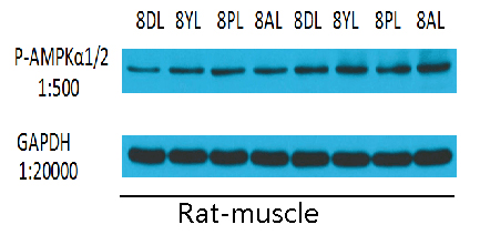Phospho-AMPK alpha 1/2 (Thr183/Thr172) Rabbit pAb ABZ4369