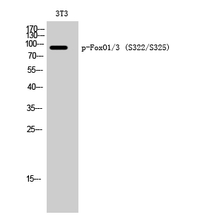 Phospho-FOXO1/3 (Ser322/S325) Rabbit pAb ABZ4370