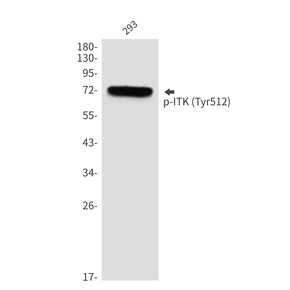 Phospho-ITK (Tyr512) Rabbit pAb ABZ4371