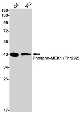 Phospho-MEK1 (Thr292) Rabbit mAb ABZ4377