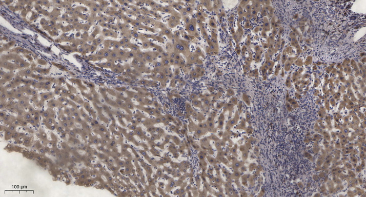 Phospho-PKC epsilon (Ser729) Rabbit pAb ABZ4378