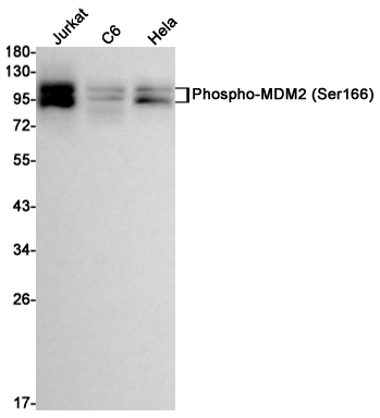 Phospho-MDM2 (Ser166) Rabbit mAb ABZ4379