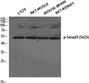 Phospho-Smad3 (Ser425) Rabbit pAb ABZ4382