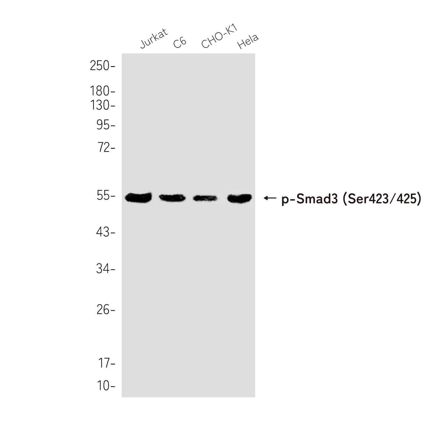 Phospho-Smad3 (Ser423/425) Rabbit mAb ABZ4383