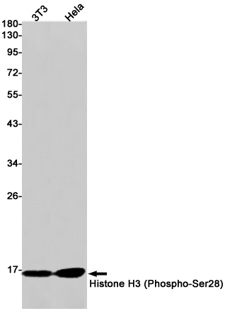 Phospho-Histone H3 (Ser28) Rabbit mAb ABZ4384