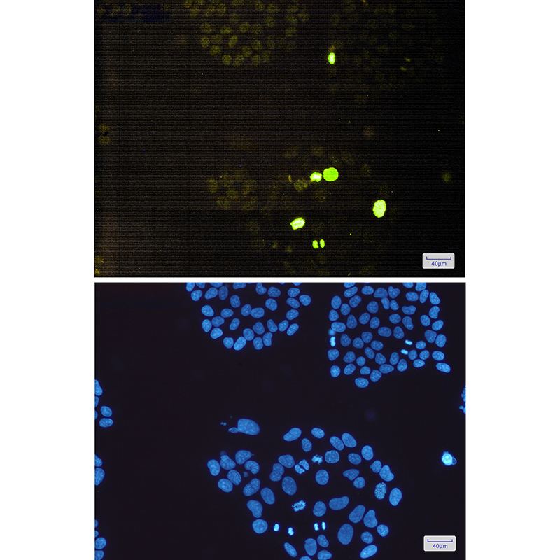Phospho-Histone H3 (Thr3) Rabbit mAb ABZ4385