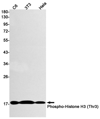 Phospho-Histone H3 (Thr3) Rabbit mAb ABZ4385
