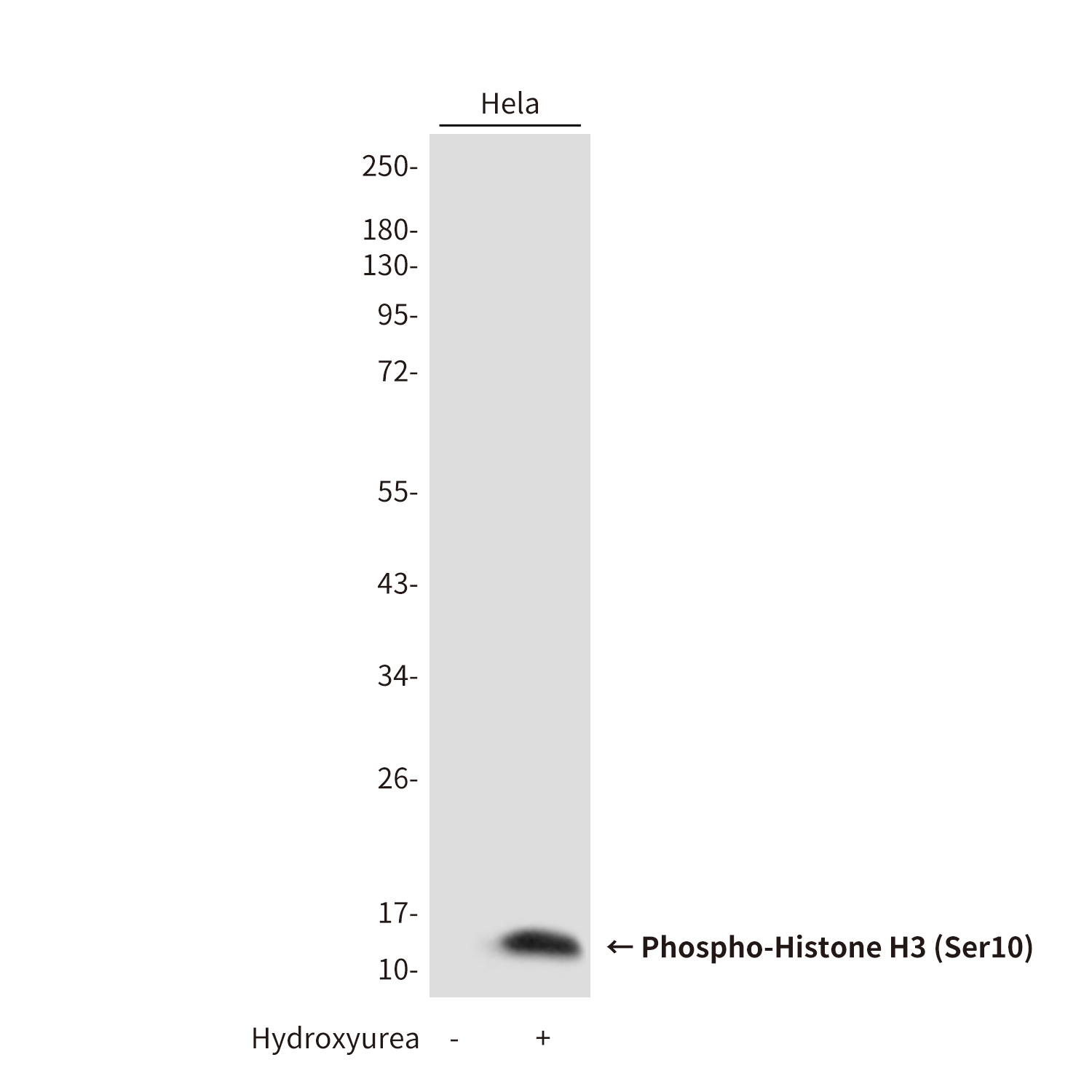 Phospho-Histone H3 (Ser10) Rabbit pAb ABZ4387