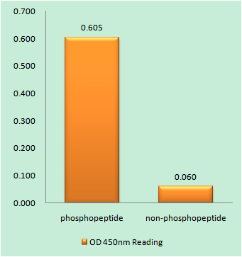 Phospho-JAK3 (Tyr785) Rabbit pAb ABZ4390