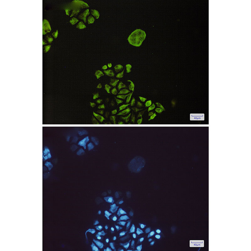 Phospho-GSK3 beta (Ser9) Rabbit mAb ABZ4392