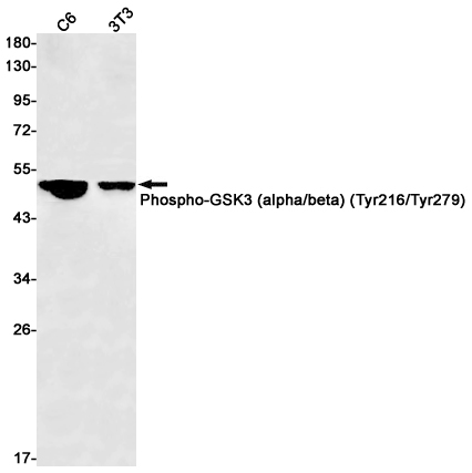 Phospho-GSK3(alpha + beta)(Tyr279/Tyr216) Rabbit mAb ABZ4393