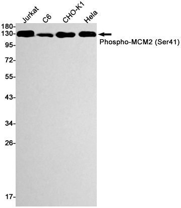 Phospho-MCM2 (Ser41) Rabbit mAb ABZ4394
