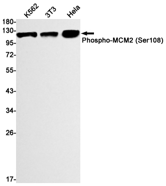 Phospho-MCM2 (Ser108) Rabbit mAb ABZ4395