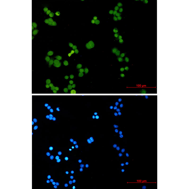 Phospho-MCM2 (Ser27) Rabbit mAb ABZ4396