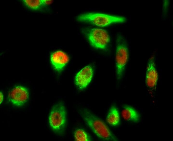 Phospho-YAP1 (Ser127) Rabbit pAb ABZ4398