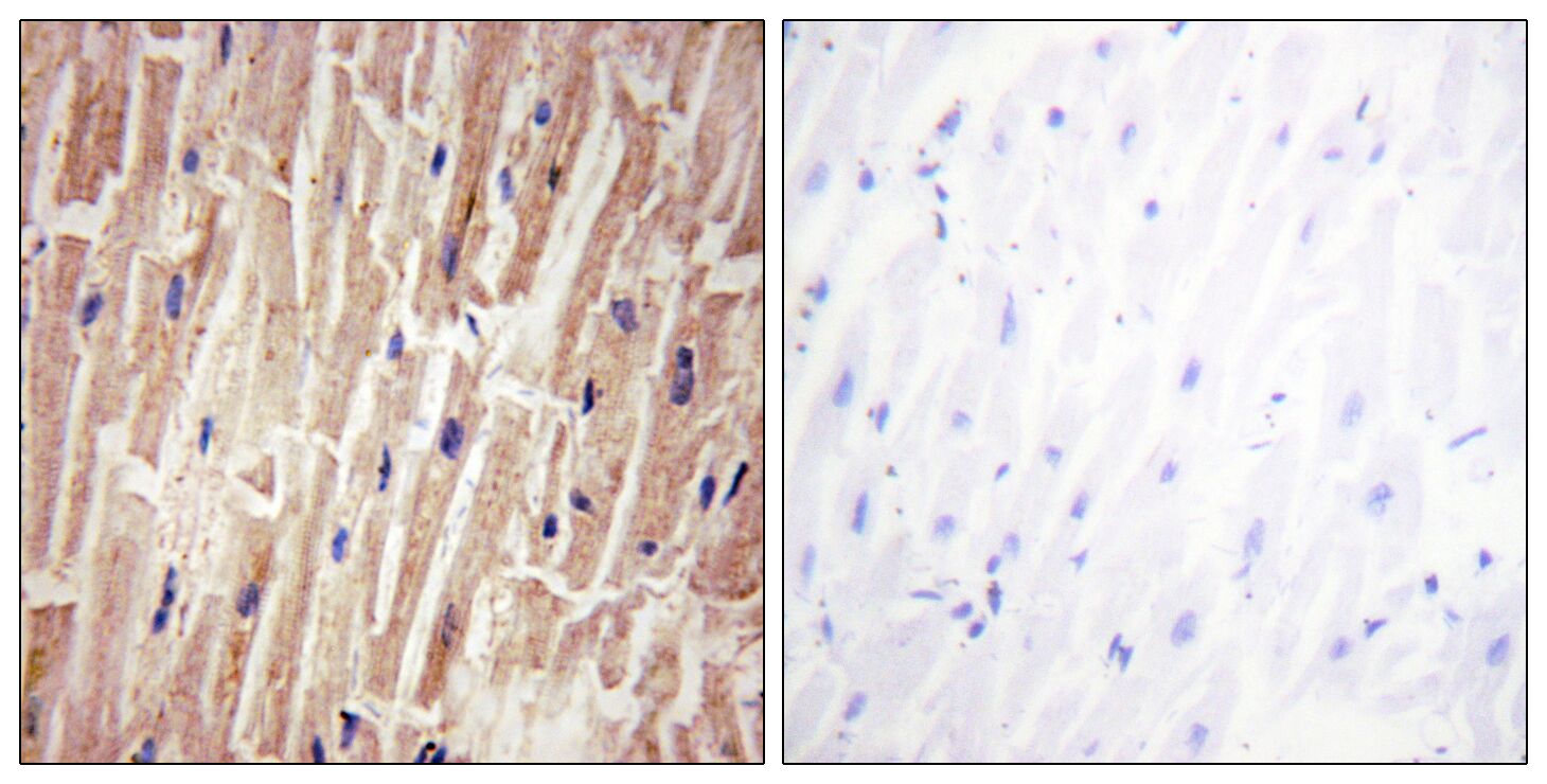 Phospho-YAP1 (Ser127) Rabbit pAb ABZ4398
