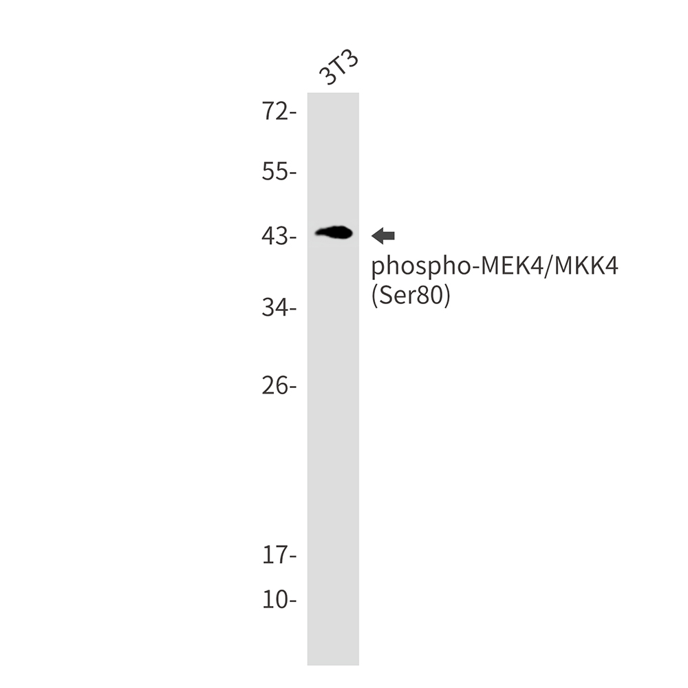 Phospho-MEK4 (Ser80) Rabbit mAb ABZ4401