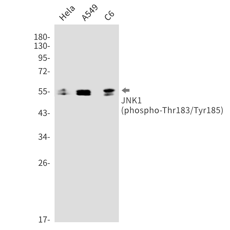 Phospho-JNK1 (Thr183/Tyr185) Rabbit mAb ABZ4403