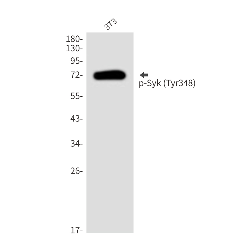Phospho-Syk (Tyr348) Rabbit pAb ABZ4405